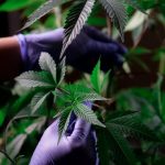 Закон о семенах марихуаны image_401.jpg