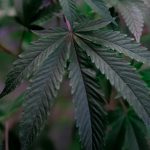 Сорт конопли Афганка характеристики и особенности выращивания