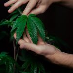 Семена конопли Nicole Kush feminised от DNA Genetics image_428.jpg