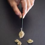 Проращивание семян конопли лучший способ