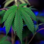 Покупка семян конопли у проверенных поставщиков и уход за растениями