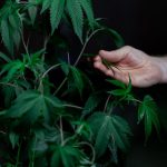 Производство и применение семян конопли