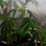 Семена конопли Blueberry regular от Dutch Passion Seeds image_481.jpg