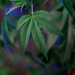 Законность хранения семян конопли в России image_483.jpg