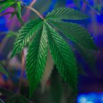 Производство семян конопли как перспективное направление сельского хозяйства