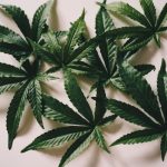 Уход за семенами марихуаны для успешного урожая