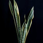 Рынок семян конопли в Санкт-Петербурге: особенности и преимущества выращивания