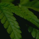 Семена конопли Double Dutch feminised от Serious Seeds