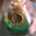 Семена конопли полезные свойства и применение image_516.jpg