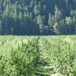 Skunk x Early Skunk feminised от Ganja Seeds: характеристики и выращивание сорта конопли image_547.jpg