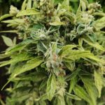 Конопля в России история и перспективы выращивания