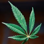 Покупка семян марихуаны в Санкт-Петербурге аспекты и риски image_559.jpg