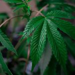 Семена конопли King`s Kush CBD feminised от Green House Seeds