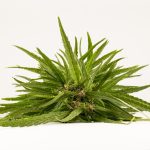 Семена конопли Auto White Widow CBD feminised от Dinafem Seeds