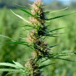 Преимущества и особенности семян технической конопли для выращивания и бизнеса