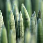 Семена конопли Auto Critical Orange Punch feminised от Ganja Seeds images104.jpg