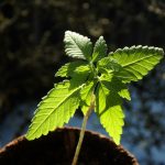 Производство семян конопли в Украине