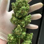 Проращивание семян конопли лучший способ