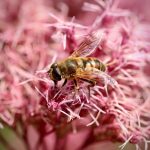 Преимущества покупки 1 кг семян конопли и их использование images137.jpg