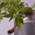 Прикормка семенами конопли для рыбалки