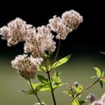 Семена конопли Durban Poison feminised от Ganja Seeds images163.jpg