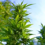 Конопляные семена и их полезные свойства