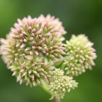 Посадка семян конопли в горшок и уход за растением