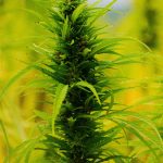 Законность заказа семян конопли