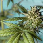 Семена Чиа и Конопли: Суперфуды для Здоровья и Благополучия