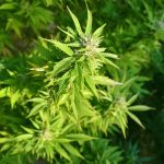 Семена конопли как питательный продукт и его использование