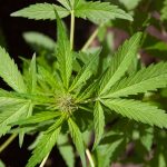 Преимущества и применение украинских семян конопли images212.jpg