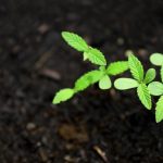 Стоимость семян конопли и тенденции рынка images230.jpg