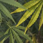 Конопля и ее семена в России история и современное использование