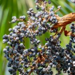 Семена конопли Auto Black Jack feminised от Ganja Seeds