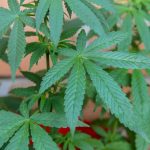 Семена конопли White Widow feminised от Nirvana Seeds