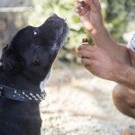 Покупка семян конопли онлайн: как выбрать надежный сайт