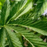 Автоцветущие Семена Конопли и Советы по их Выращиванию