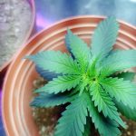 Покупка Семян Конопли через Интернет: Как Выбрать Надежный Сайт и Оценить Отзывы