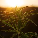 Магазин по продаже семян марихуаны: как выбрать и что ожидать