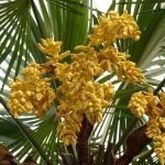 Легальность семян конопли в России