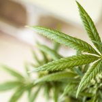 Фотопериодные сорта конопли особенности и преимущества выращивания images32.jpg