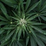 Российские семена конопли и их потенциал в различных отраслях