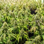 Семена конопли White Walker Kush feminised от DNA Genetics