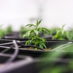 Конфеты с семенами конопли полезные свойства и рецепты