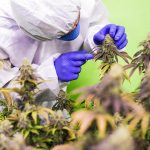 Семена конопли полезные свойства и применение