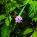 Семена конопли Auto Lemon AK feminised Fast Buds