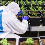 Семена конопли Tahoe Cure feminised от Pyramid Seeds