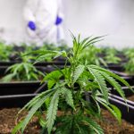 Семена конопли Kalashnikova feminised от Ganja Seeds