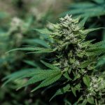 Проросшее семя конопли полезные свойства и применение