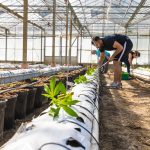 Семена конопли Grapefruit Diesel feminised от Ganja Seeds images362.jpg